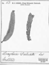 Melampsora epitea image